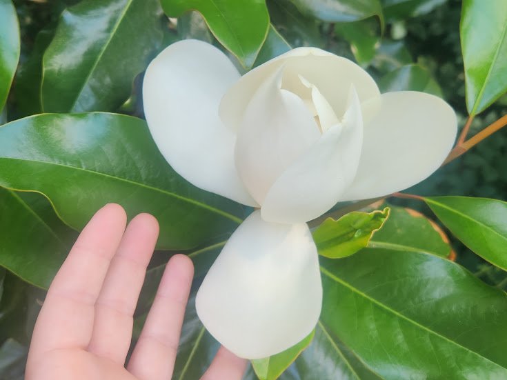 A white magnolia blossom among glossy green leaves, with a hand gently reaching toward the flower