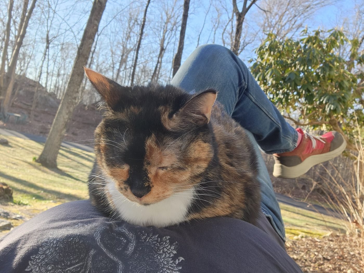 A calico cat resting against Deborah's shoulder outdoors