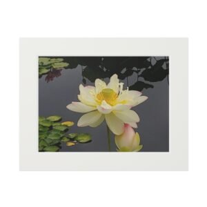 Waterlily – Fine Art Print with Passepartout Mat