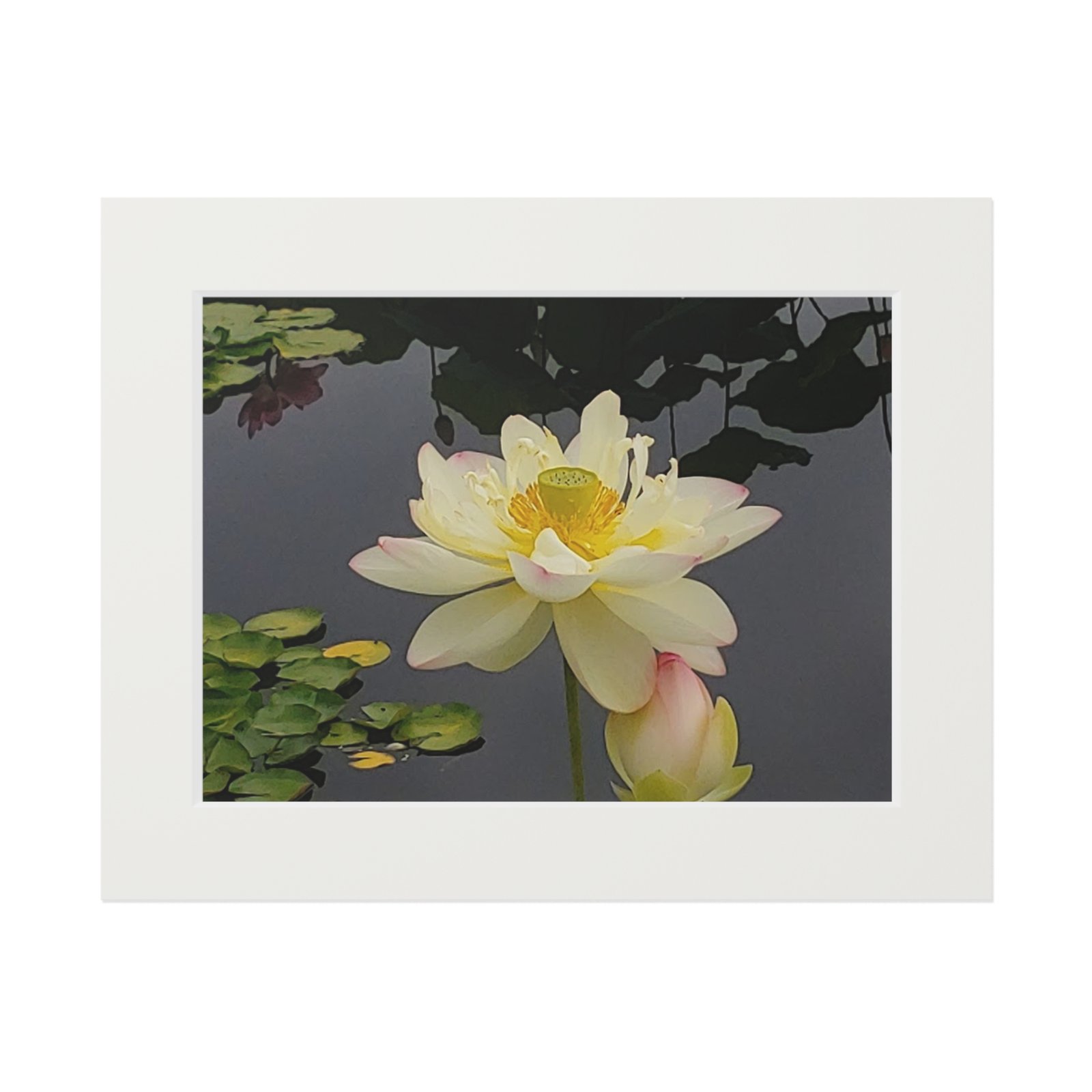 Waterlily – Fine Art Print with Passepartout Mat