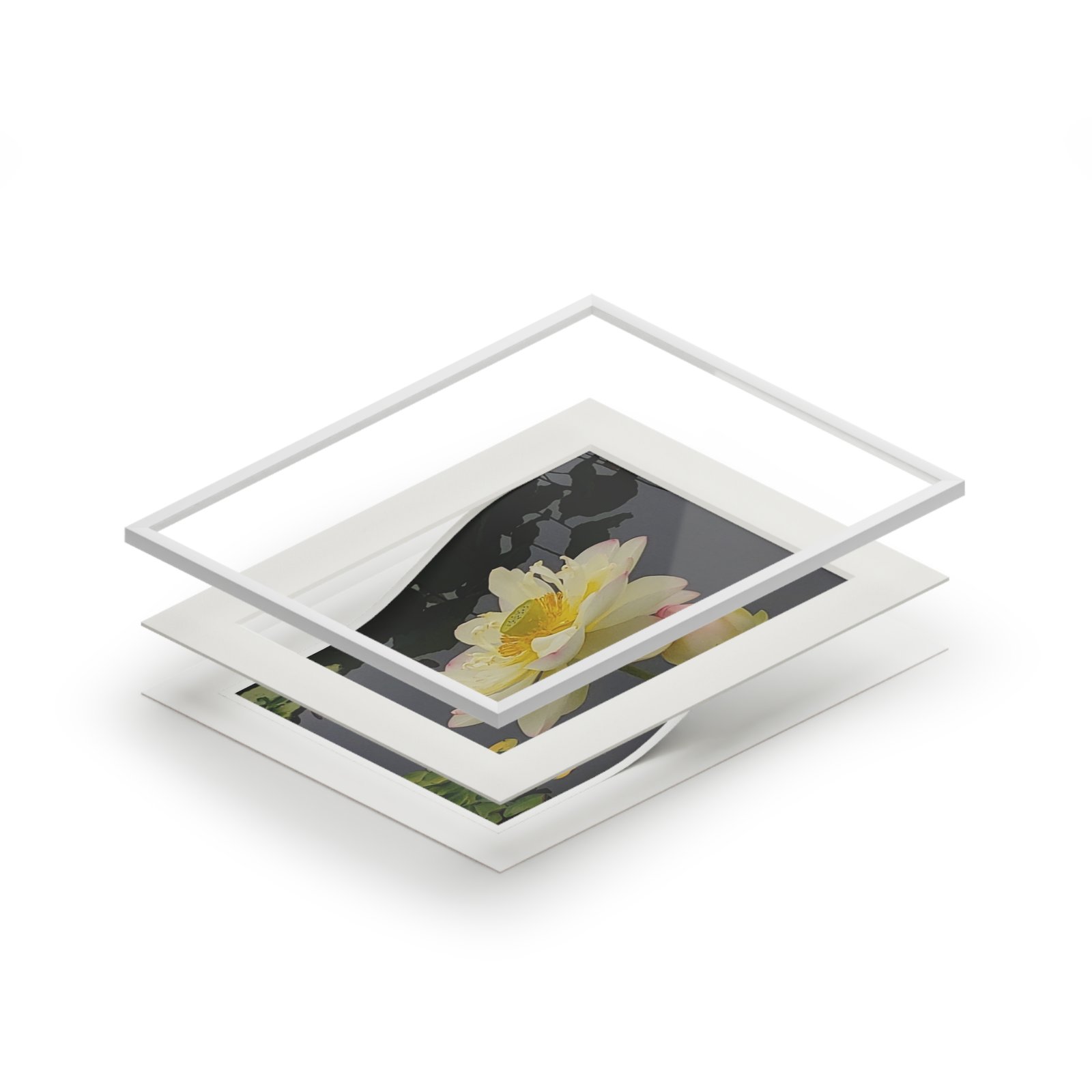 Waterlily – Fine Art Print with Passepartout Mat - view 2
