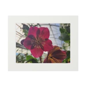Hellebore- Fine Art Print with Passepartout Mat