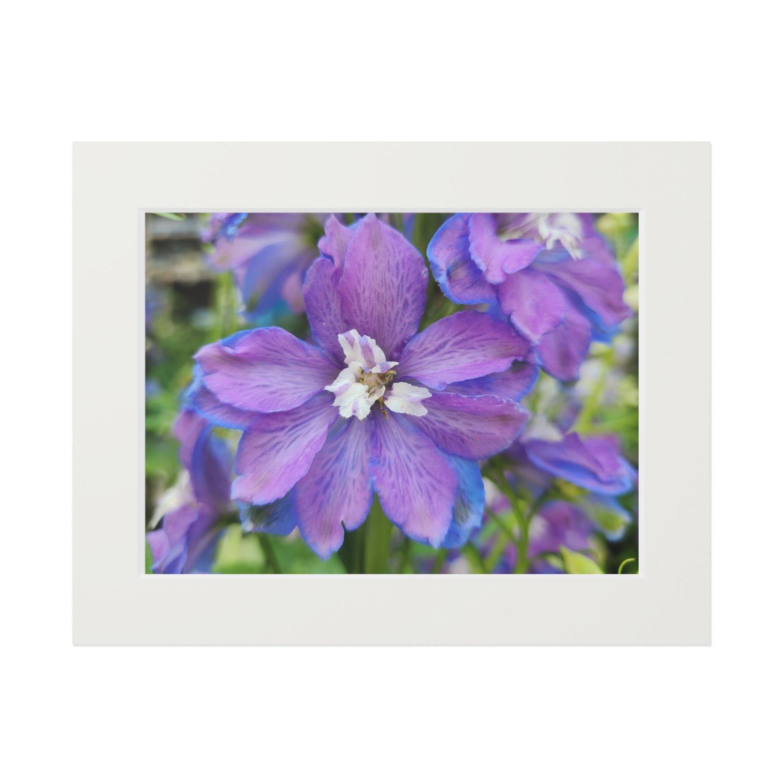 Delphinium- Fine Art Print with Passepartout Mat
