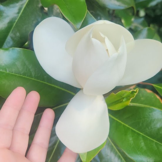 A white flower blossom among green leaves